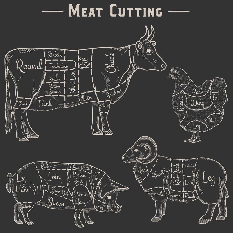 butcher diagram guide for cutting meat vector