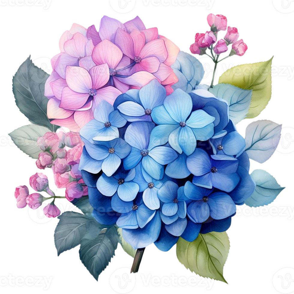 Beautiful hydrangeas flower watercolor isolate transparent background. png