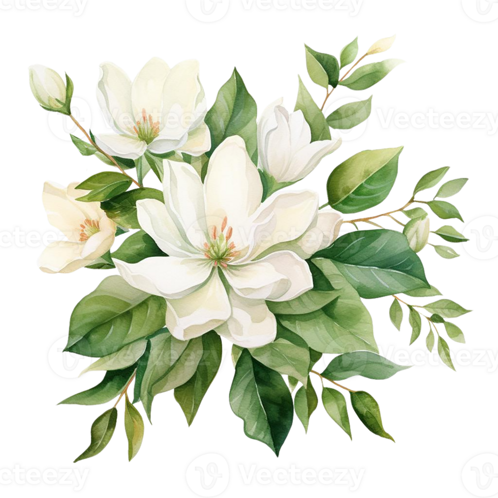 Beautiful magnolia flower watercolor isolate transparent background. png