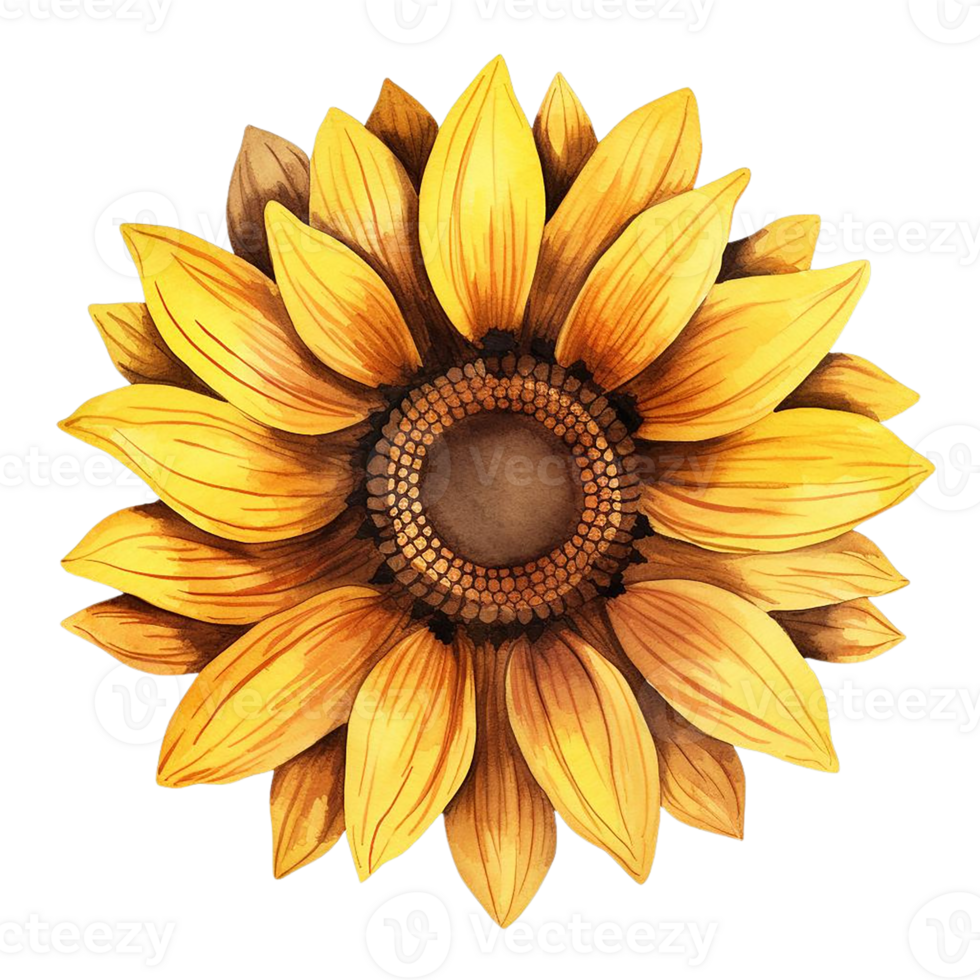 Beautiful sunflower watercolor isolate transparent background. png