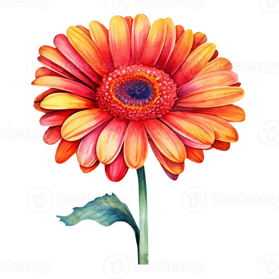 Beautiful gerbera flower watercolor isolate transparent background. png