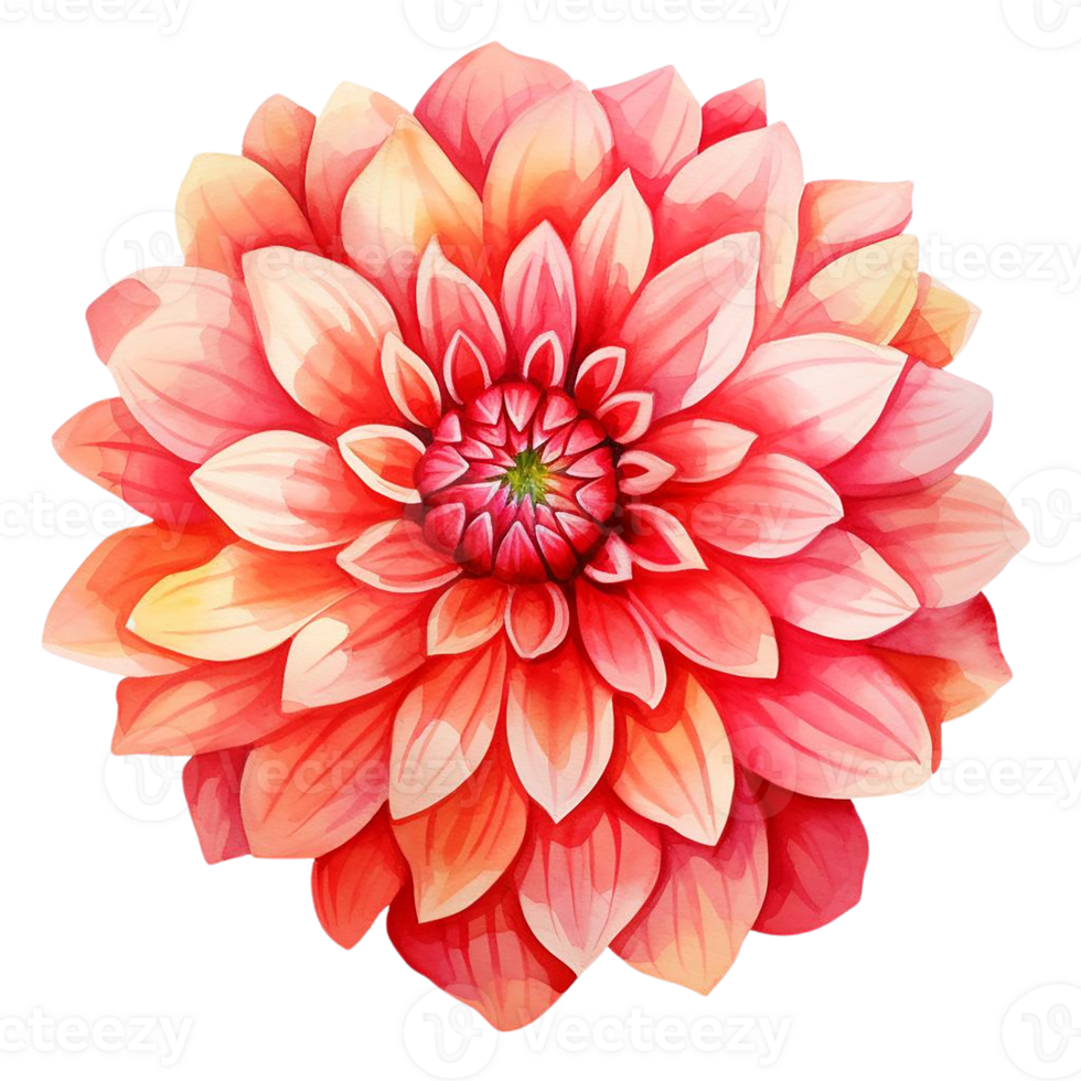 Beautiful flower watercolor isolate transparent background. png