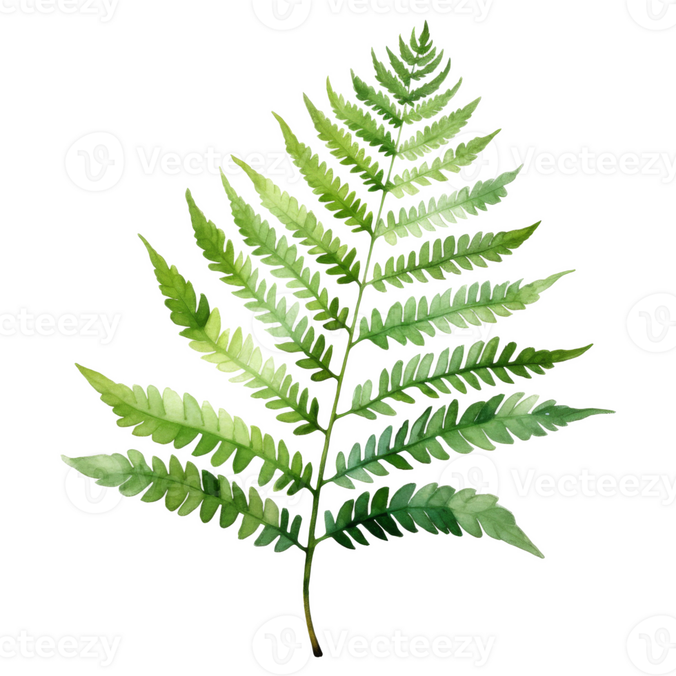 Royal Fern, Tropical Leaf Illustration. Watercolor Style png