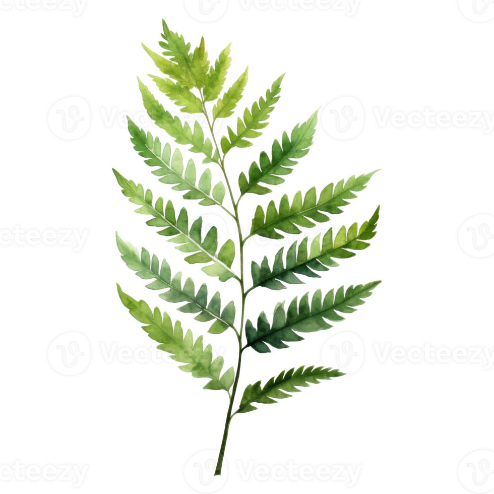 Royal Fern, Tropical Leaf Illustration. Watercolor Style png
