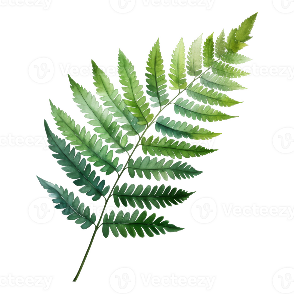 Royal Fern, Tropical Leaf Illustration. Watercolor Style png