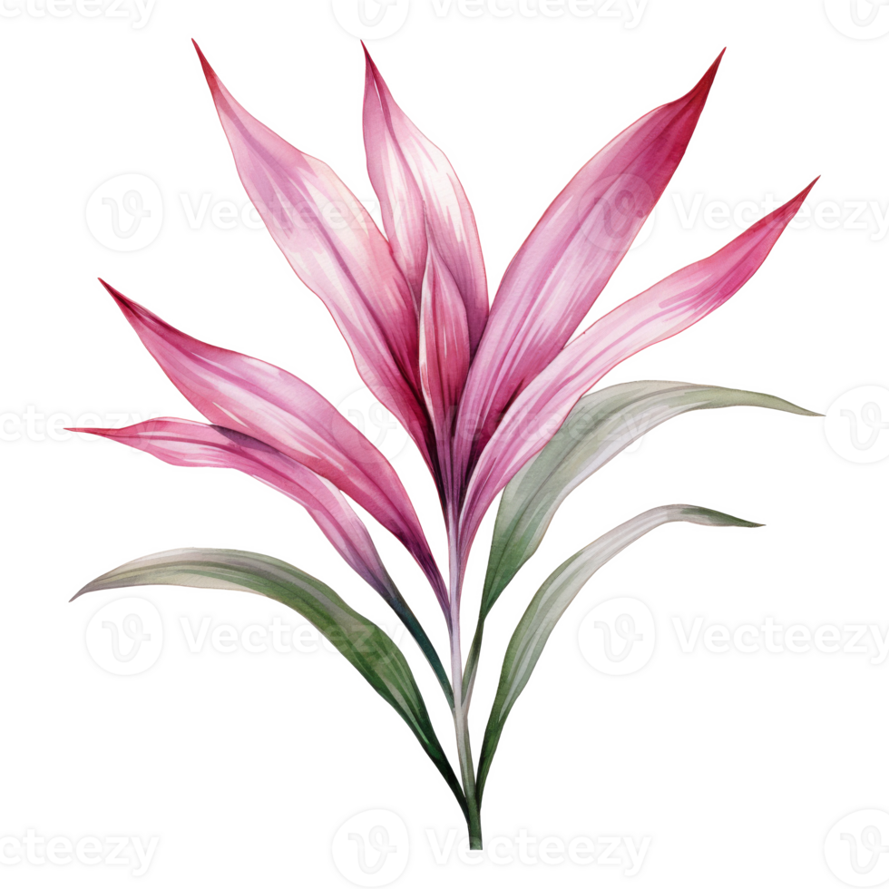 Ti Plant, Tropical Leaf Illustration. Watercolor Style png