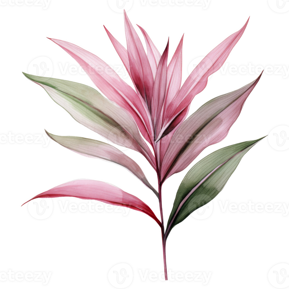 Ti Plant, Tropical Leaf Illustration. Watercolor Style png