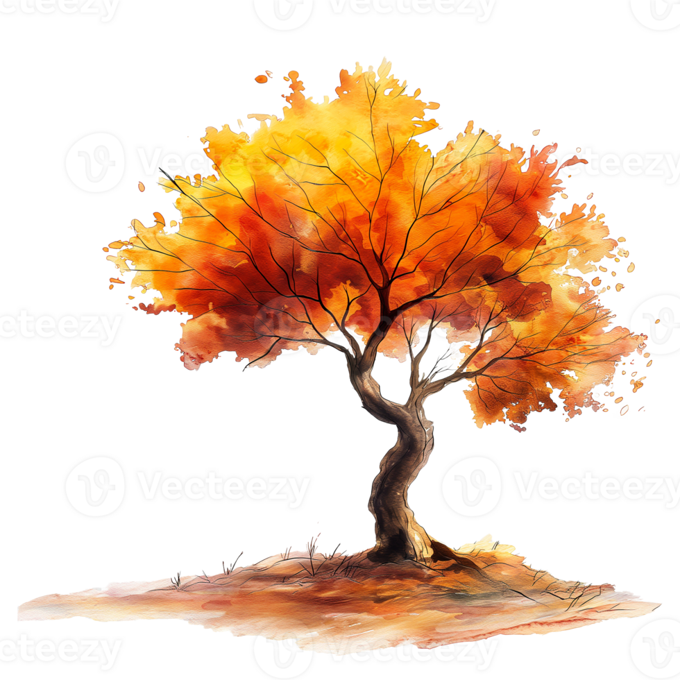 Autumn tree in watercolor style isolated on transparent background. png