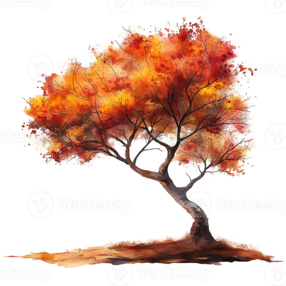 Autumn tree in watercolor style isolated on transparent background. png