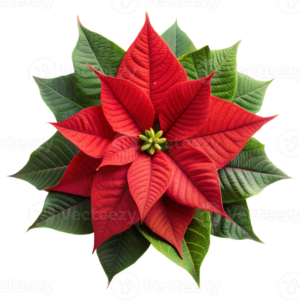 Red Poinsettia Flower With Green Leaves on a Transparent Background png