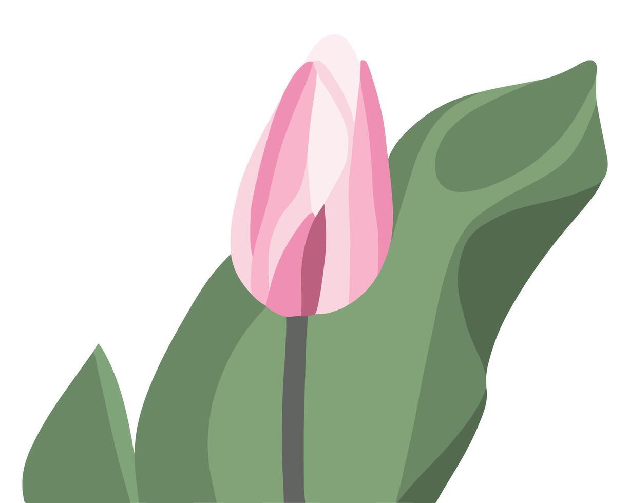 Illustration of tulips on a white background. vector