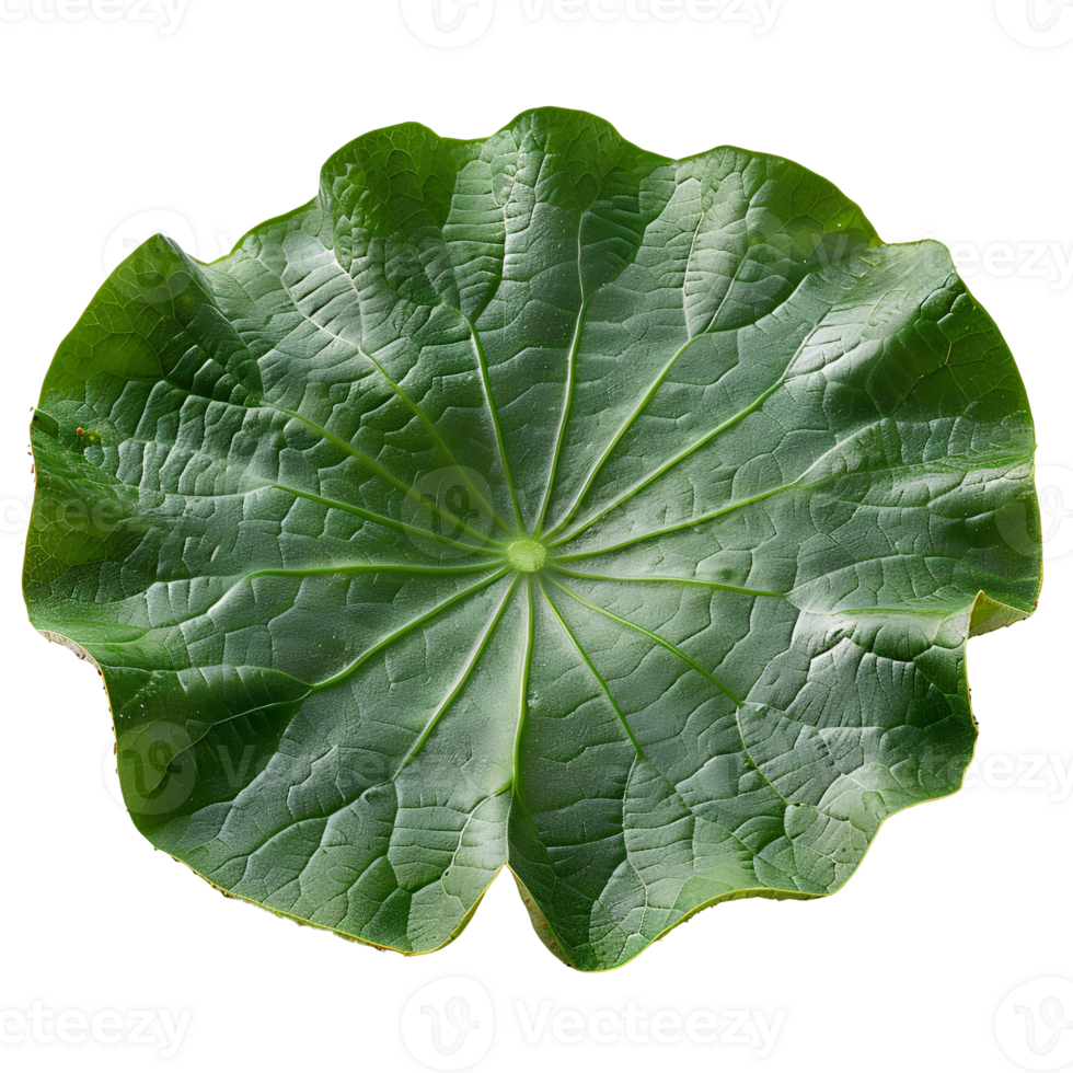 Lotus leaf. Green swamp water lotus leaf isolated. Green lotus leaf top view. Lotus leaf flat lay png
