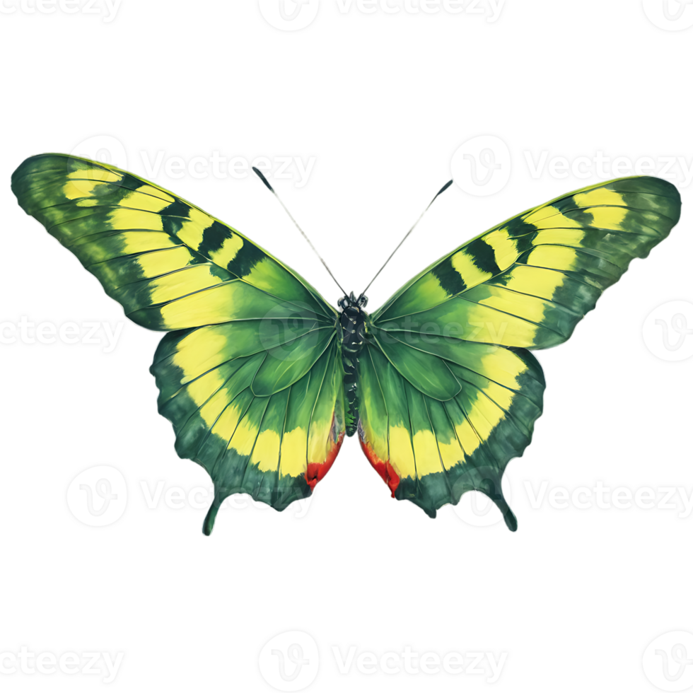 Beautiful Color Butterfly Isolated on a Transparent Background png