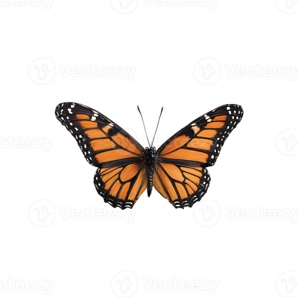 Beautiful Color Butterfly Isolated on a Transparent Background png