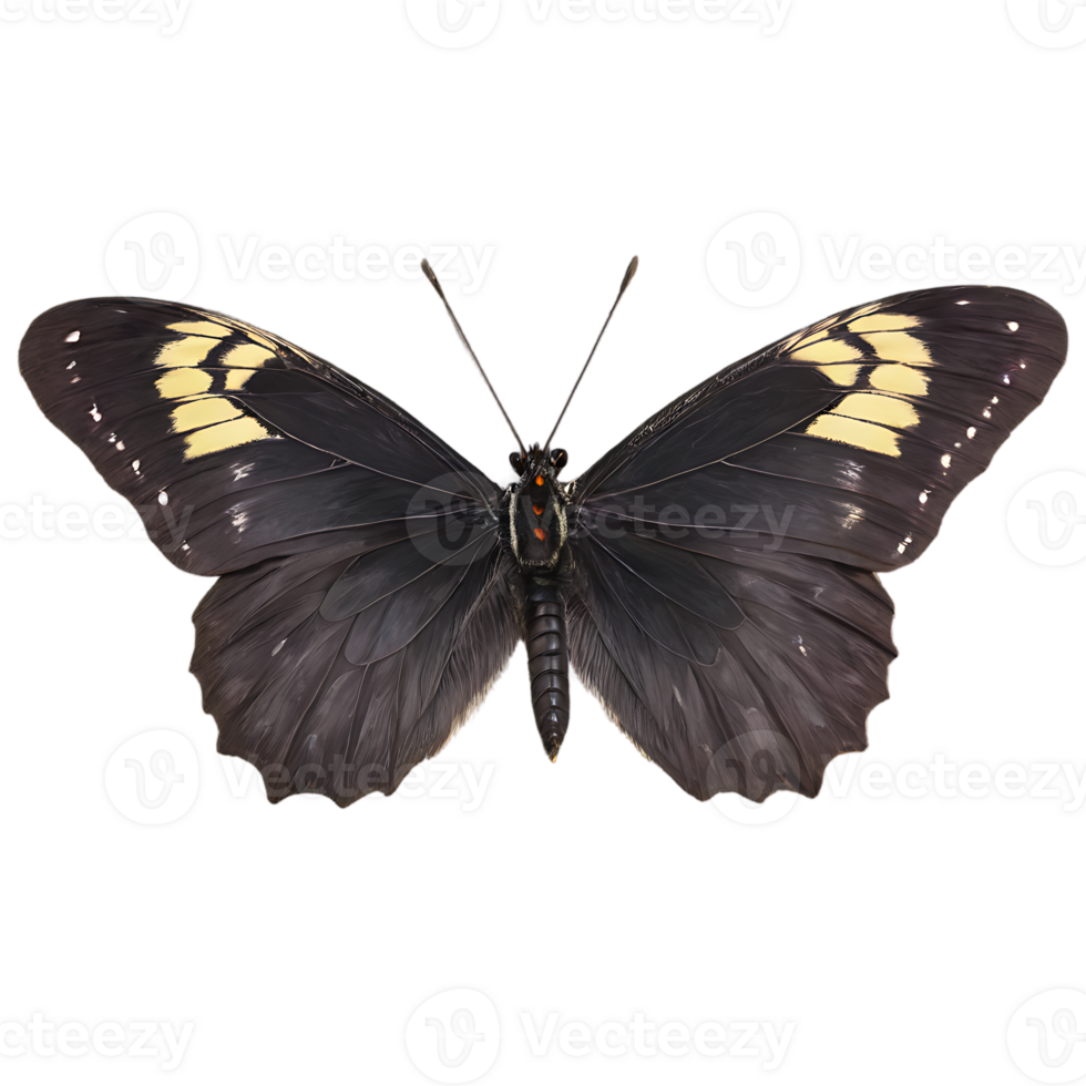 Beautiful Color Butterfly Isolated on a Transparent Background png
