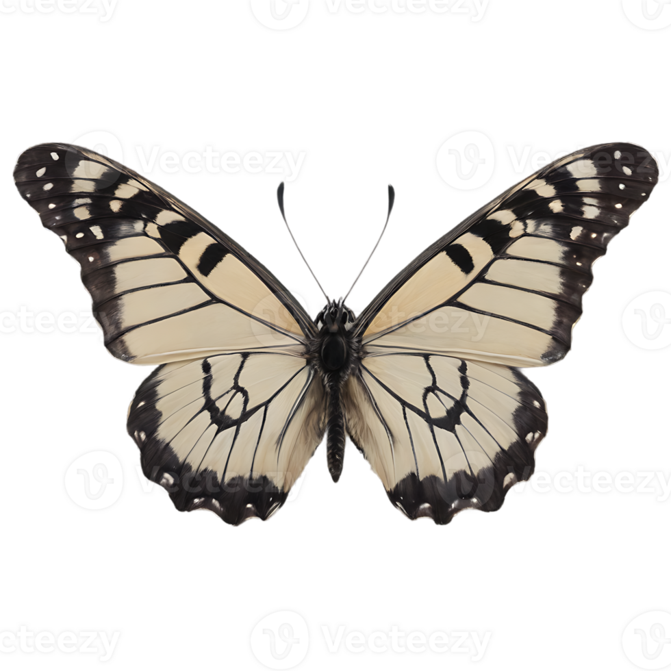 Beautiful Color Butterfly Isolated on a Transparent Background png