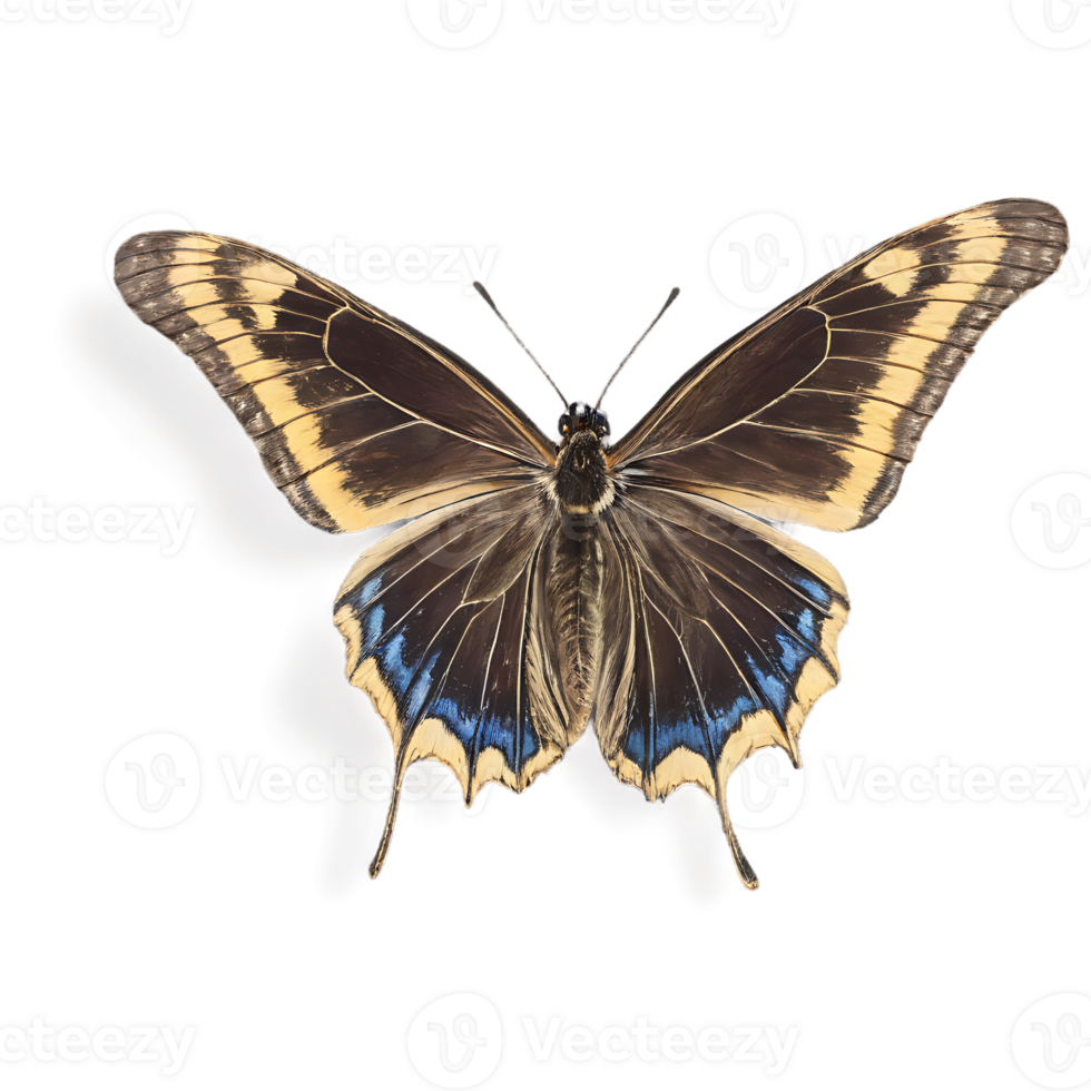 Beautiful Color Butterfly Isolated on a Transparent Background png