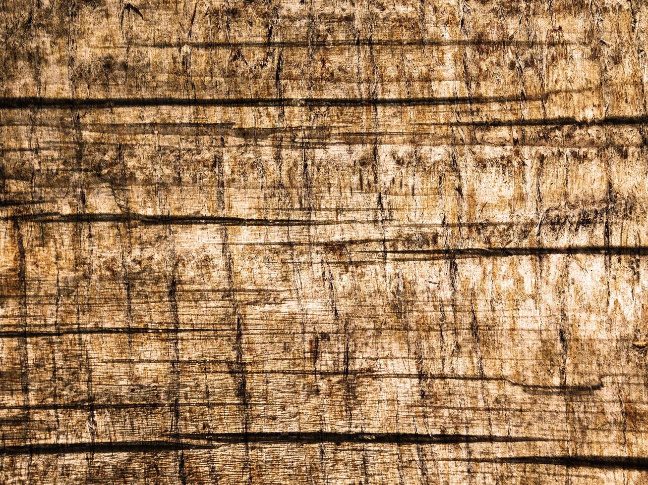Wooden texture of various colors photo