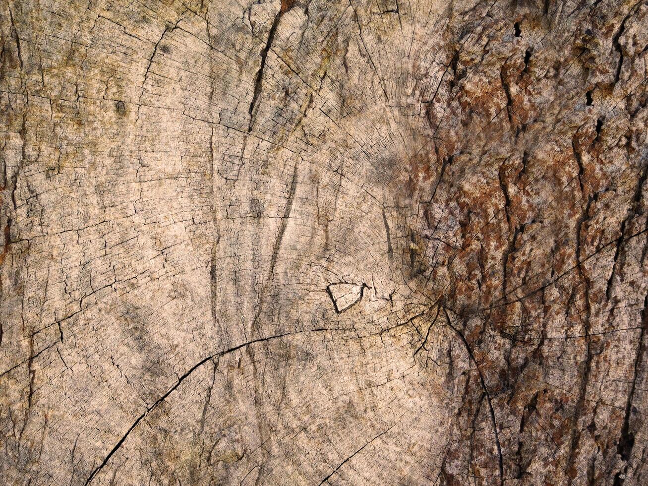 Wooden texture of various colors photo