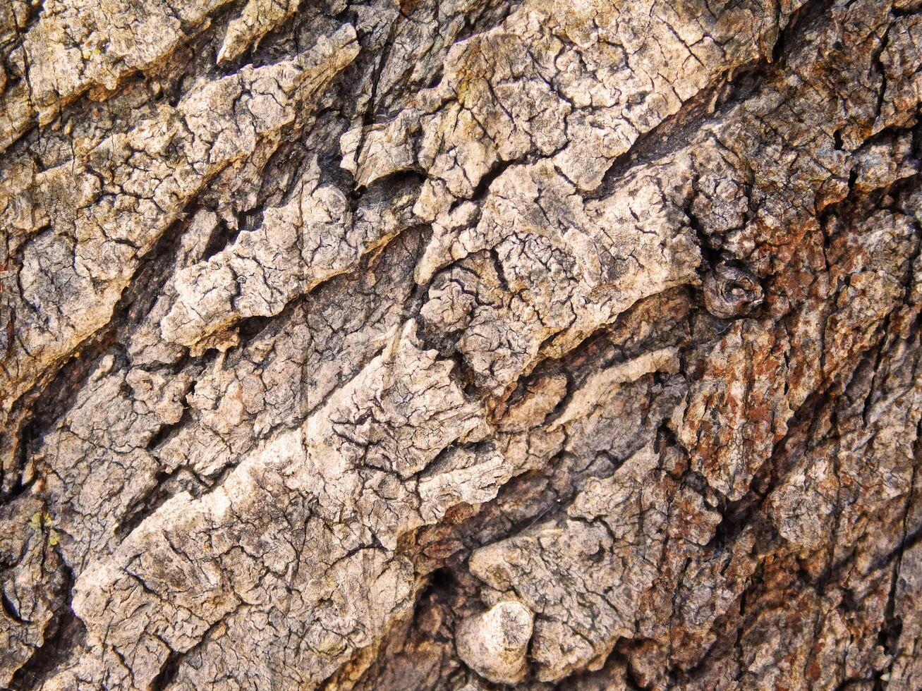 Wooden texture of various colors photo