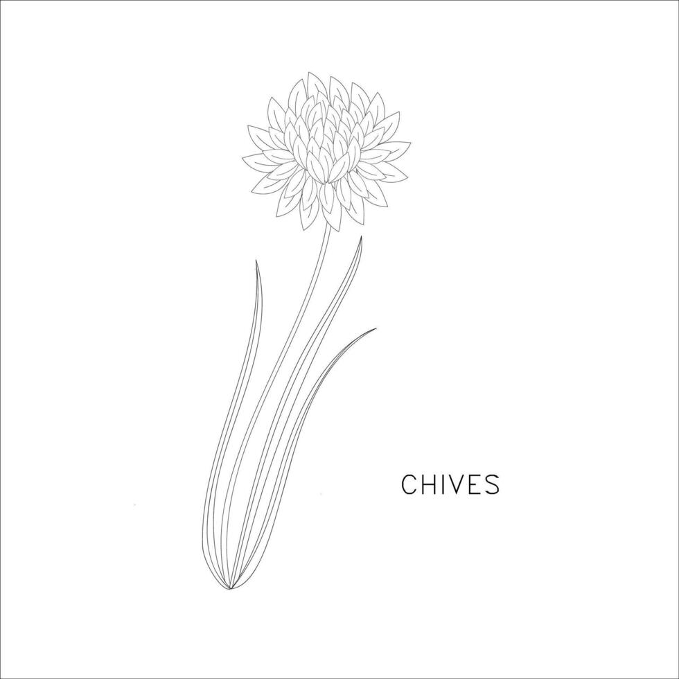 Chives herb doodle illustration modern line art vector
