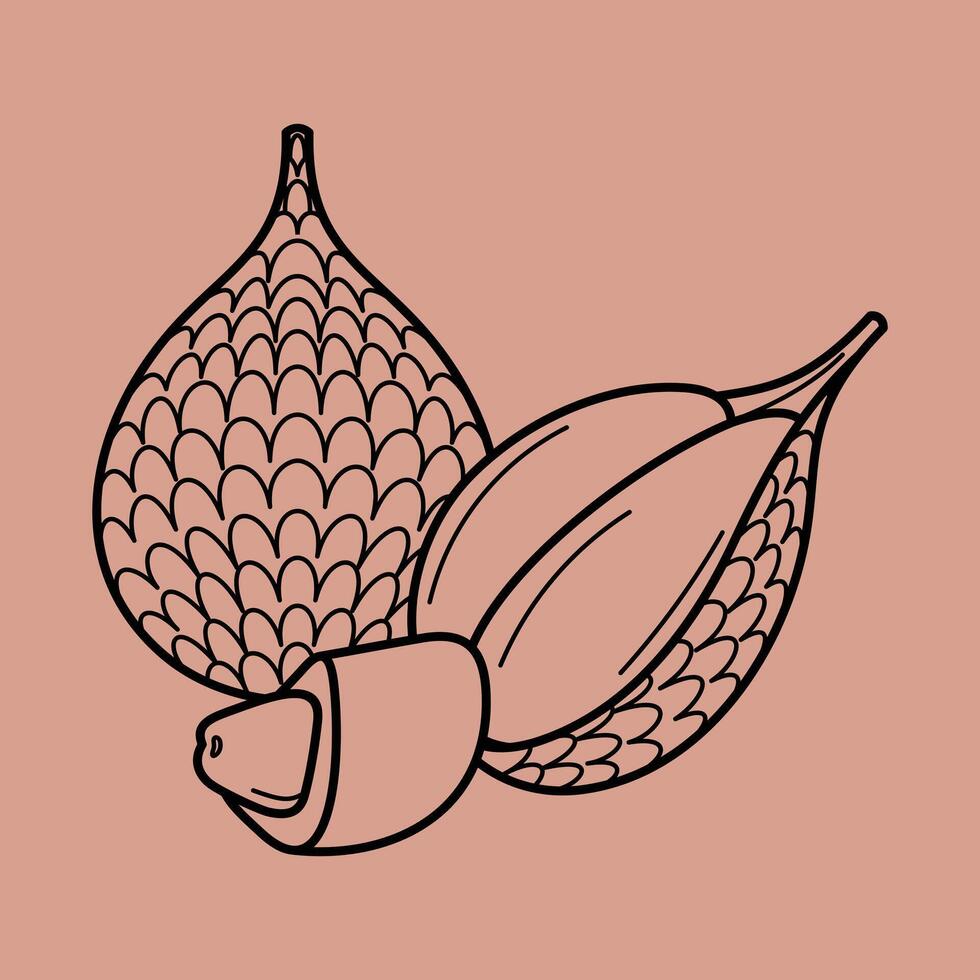 Line Art Outline Slice Tropical Exotic Fruits vector