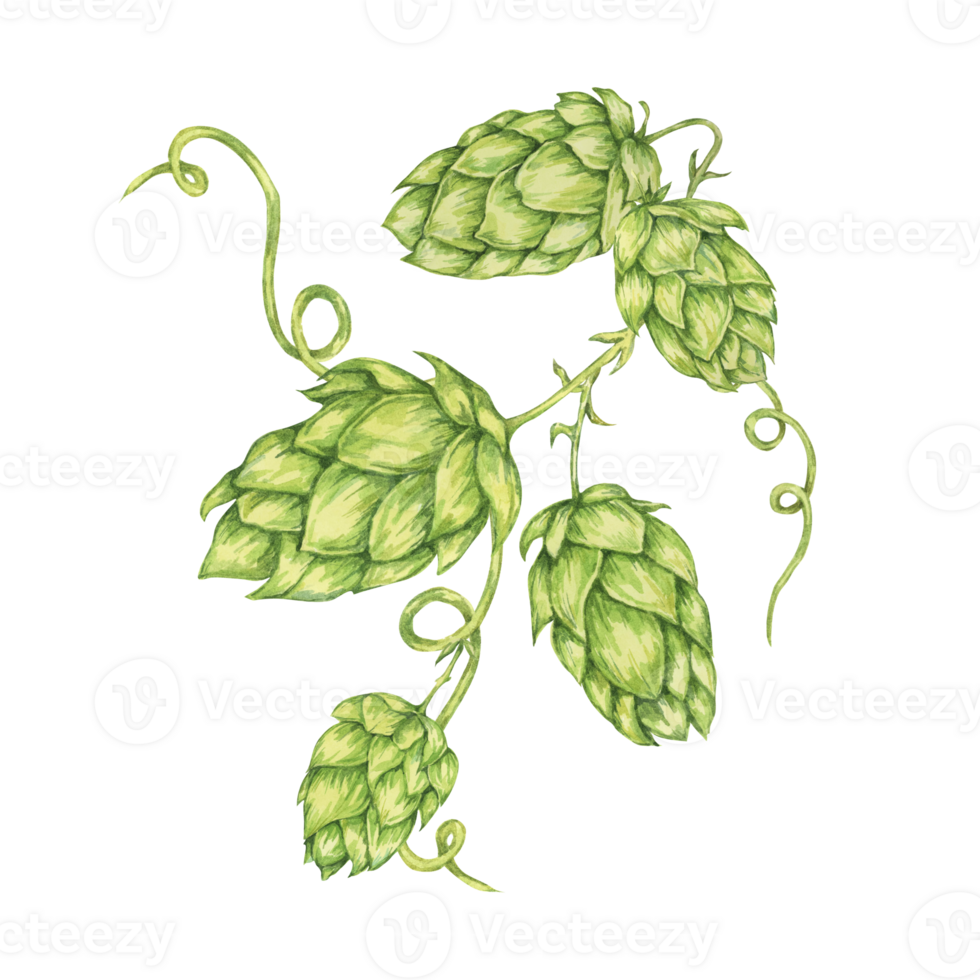 Hop cones watercolor illustration. Green humulus lupulus vine for Oktoberfest, St. Patrick's day celebration, beer brewing industry. Hops plant clipart for brewery design, beer label, menu png