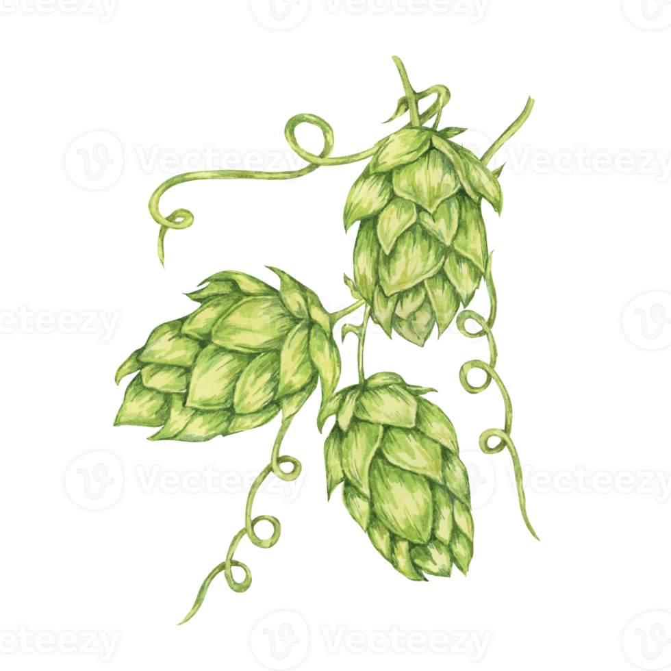 Hop cones watercolor illustration. Green humulus lupulus vine for Oktoberfest, St. Patrick's day celebration, beer brewing industry. Hops plant clipart for brewery design, beer label, menu png