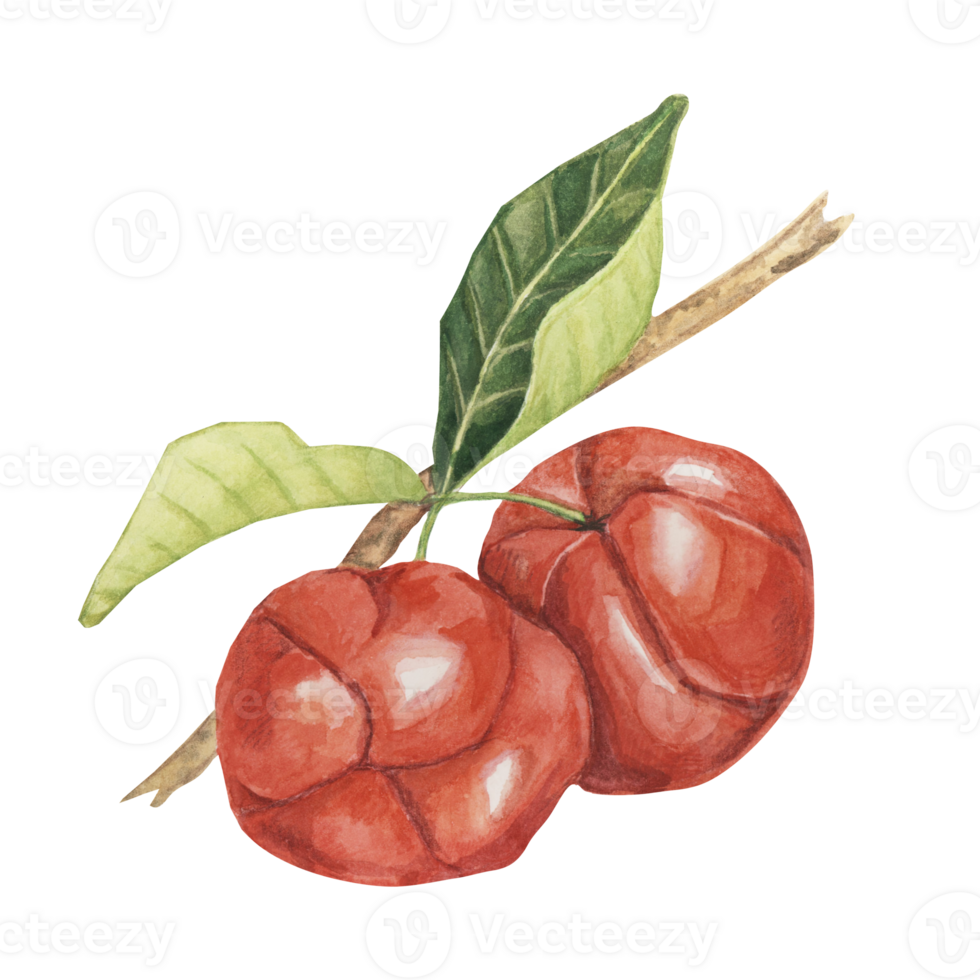 Acerola berries on the tree branch, red Barbados cherry fruits clipart Malpighia emarginata glabra watercolor illustration. Superfood vitamin C source for print, packaging, labels, food supplements png