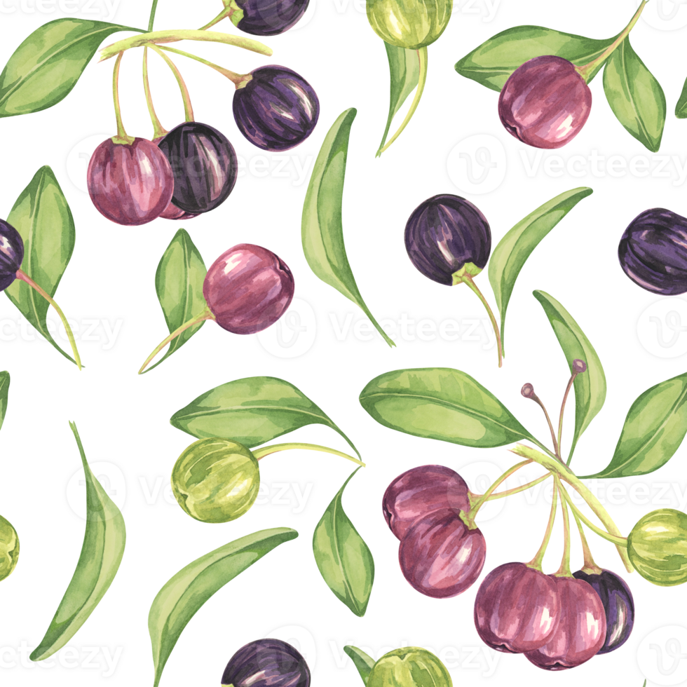 Maqui berry, purple pink fruit seamless pattern with leaves. Aristotelia chilensis textile watercolor ornament clipart. Vibrant Chilean wineberry print for clothing, paper, scrapbooking, wallpaper png