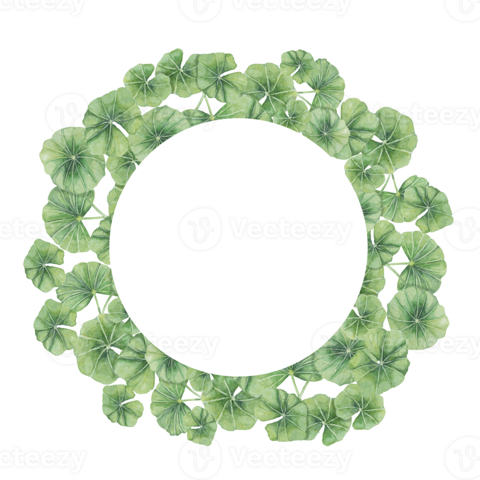 Centella asiatica round frame, wreath clipart. Watercolor gotu cola card template with space for text. Botanical greenery wedding and spring design. Layout for cosmetics, beauty label and packaging. png
