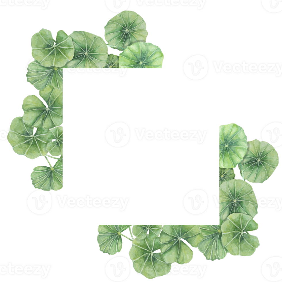 Centella asiatica square frame clipart. Watercolor gotu cola card template with space for text. Botanical greenery wedding and spring design. Layout for cosmetics, beauty label and packaging. png