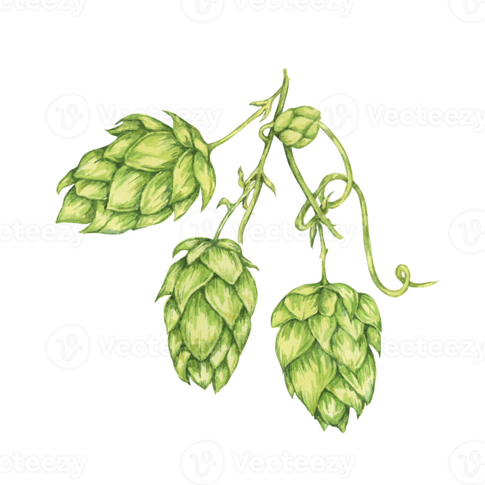 Hop cones branch watercolor illustration. Green humulus lupulus vine for Oktoberfest, St. Patrick's day celebration, beer brewing industry. Hops plant clipart for brewery design, beer label, menu png