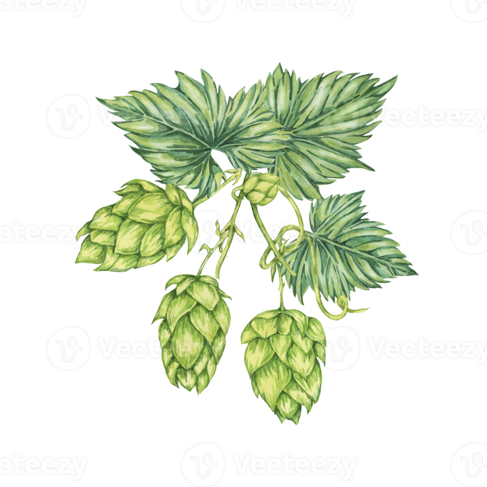 Hop cones and leaves branch watercolor illustration. Green humulus lupulus composition for Oktoberfest, St. Patrick's day celebration, beer label, brewery design. Hops plant clipart for menu, poster png