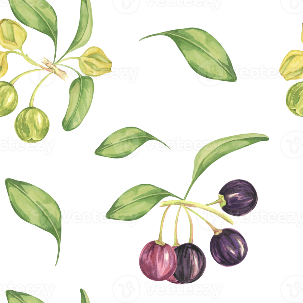 Maqui berry, purple pink fruit seamless pattern with leaves. Aristotelia chilensis textile watercolor ornament clipart. Vibrant Chilean wineberry print for clothing, paper, scrapbooking, wallpaper png