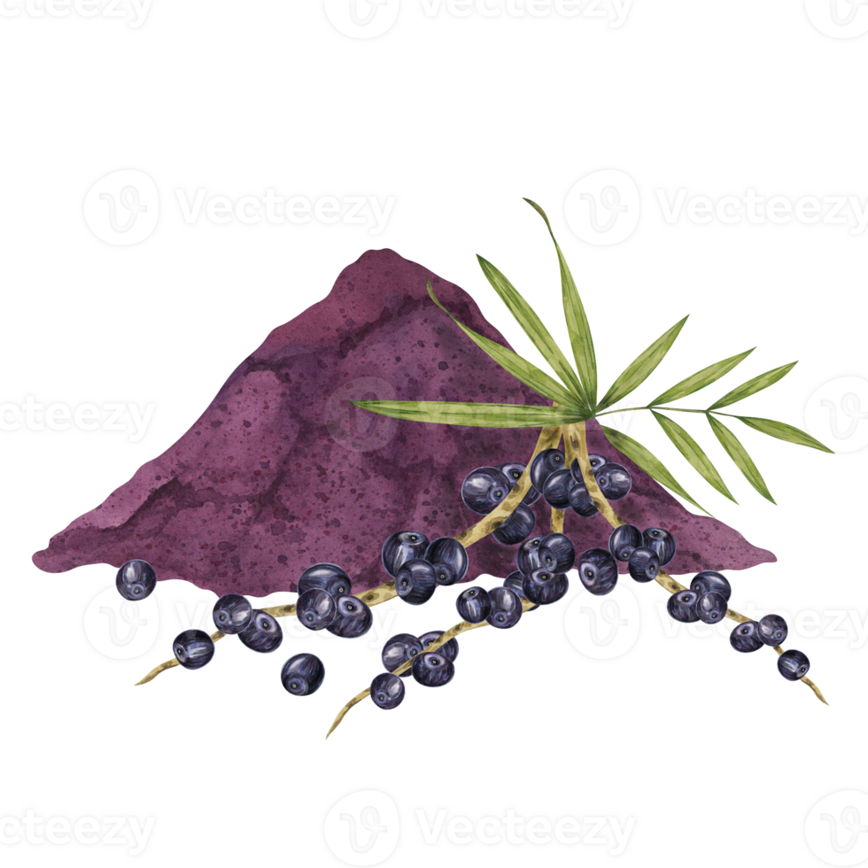 Acai berries superfood, diet powder and palm leaves. Fresh tropical berries and dried pulp set. Watercolor illustration for printing, packaging, cosmetics, granola, smoothie, supplements, labels png