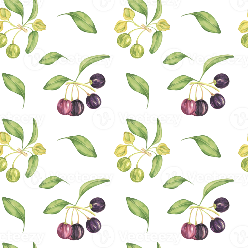 Maqui berry, purple pink fruit seamless pattern with leaves. Aristotelia chilensis textile watercolor ornament clipart. Vibrant Chilean wineberry print for clothing, paper, scrapbooking, wallpaper png