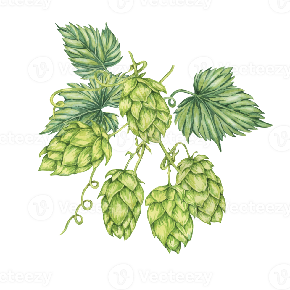 Hop cones and leaves watercolor illustration. Green humulus lupulus vine composition for Oktoberfest, St. Patrick's day celebration, beer label, brewery design. Hops plant clipart for menu, poster png