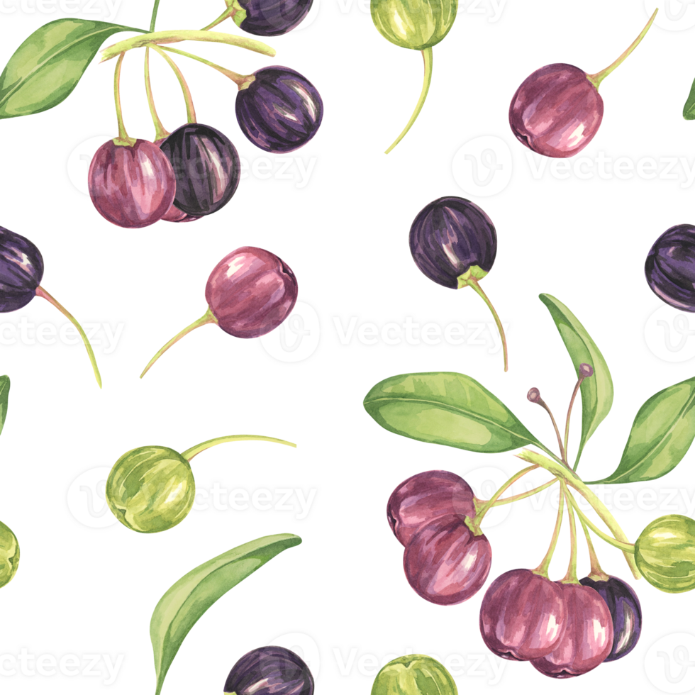 Maqui berry, purple pink fruit seamless pattern with leaves. Aristotelia chilensis textile watercolor ornament clipart. Vibrant Chilean wineberry print for clothing, paper, scrapbooking, wallpaper png