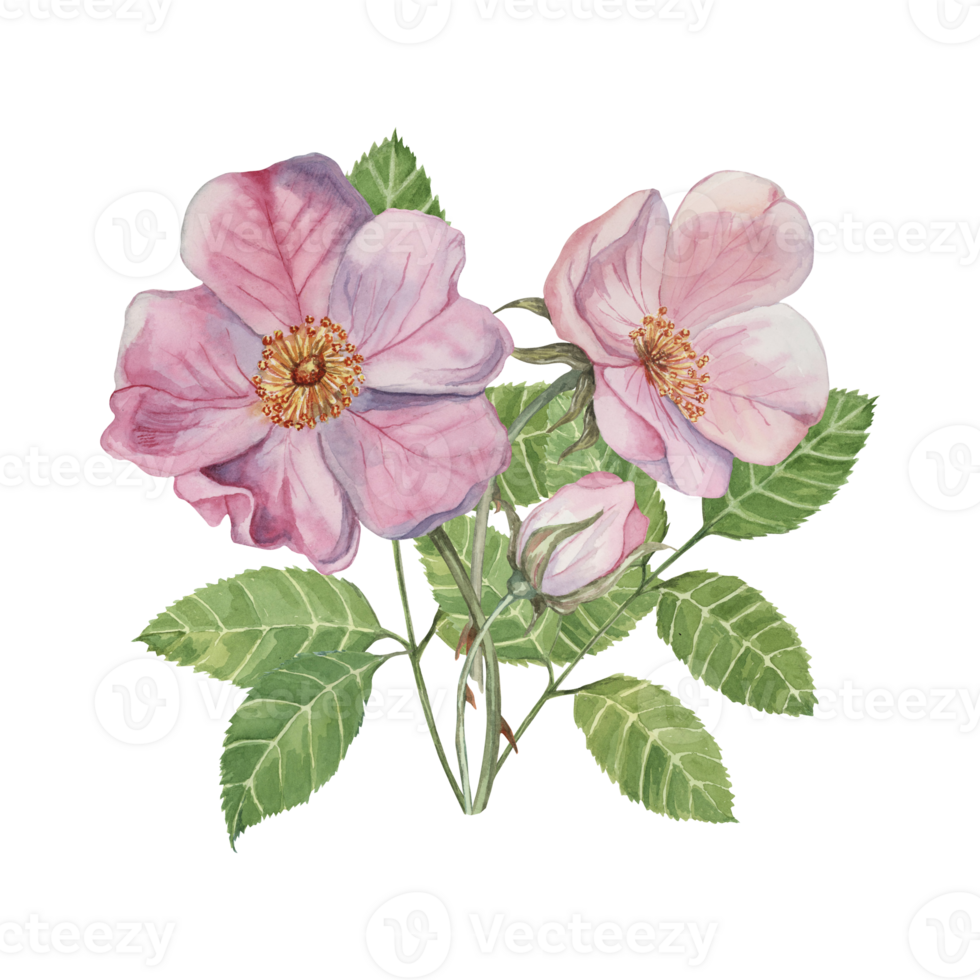 Dog rose bouquet, rosa canina watercolor floral clipart. Pink flower bundle, rose hips, buds and leaf of wild rose. Botanical briar boutonniere for printing, beauty, cosmetics, perfume, labels, food png