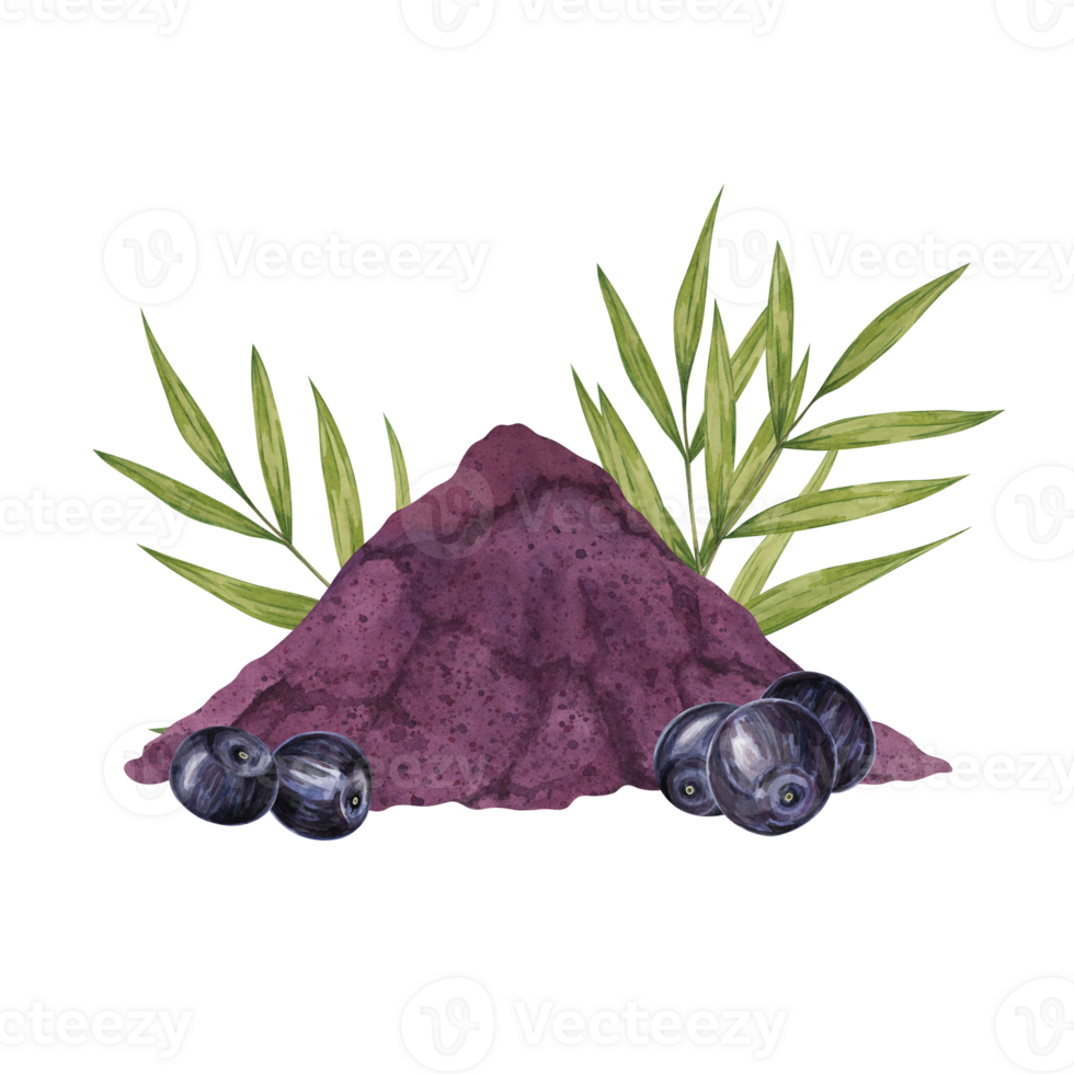 Acai berries superfood, diet powder and palm leaves. Fresh tropical berries and dried pulp set. Watercolor illustration for printing, packaging, cosmetics, granola, smoothie, supplements, labels png