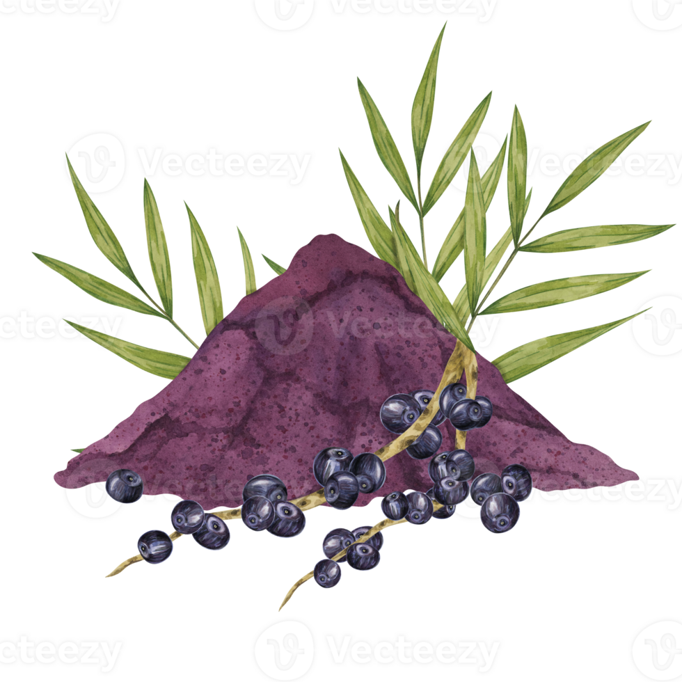 Acai berries superfood, powder and palm leaves. Exotic purple tropical berries and dried pulp set. Watercolor illustration for printing, packaging, cosmetics, granola, smoothie, supplements, labels png