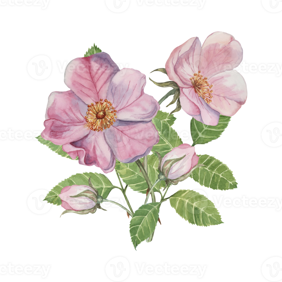 Dog rose bouquet, rosa canina watercolor floral clipart. Pink flower bundle, rose hips, buds and leaf of wild rose. Botanical briar boutonniere for printing, beauty, cosmetics, perfume, labels, food png