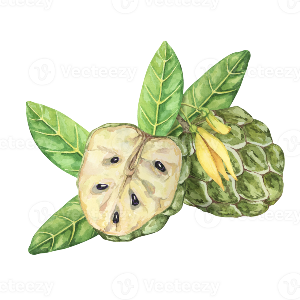 Ripe green whole and half cherimoya exotic fruit with leaves and flowers. Hand drawn watercolor illustration of custard apple, sugar sweet apple for printing, packaging, organic products, scrapbooking png