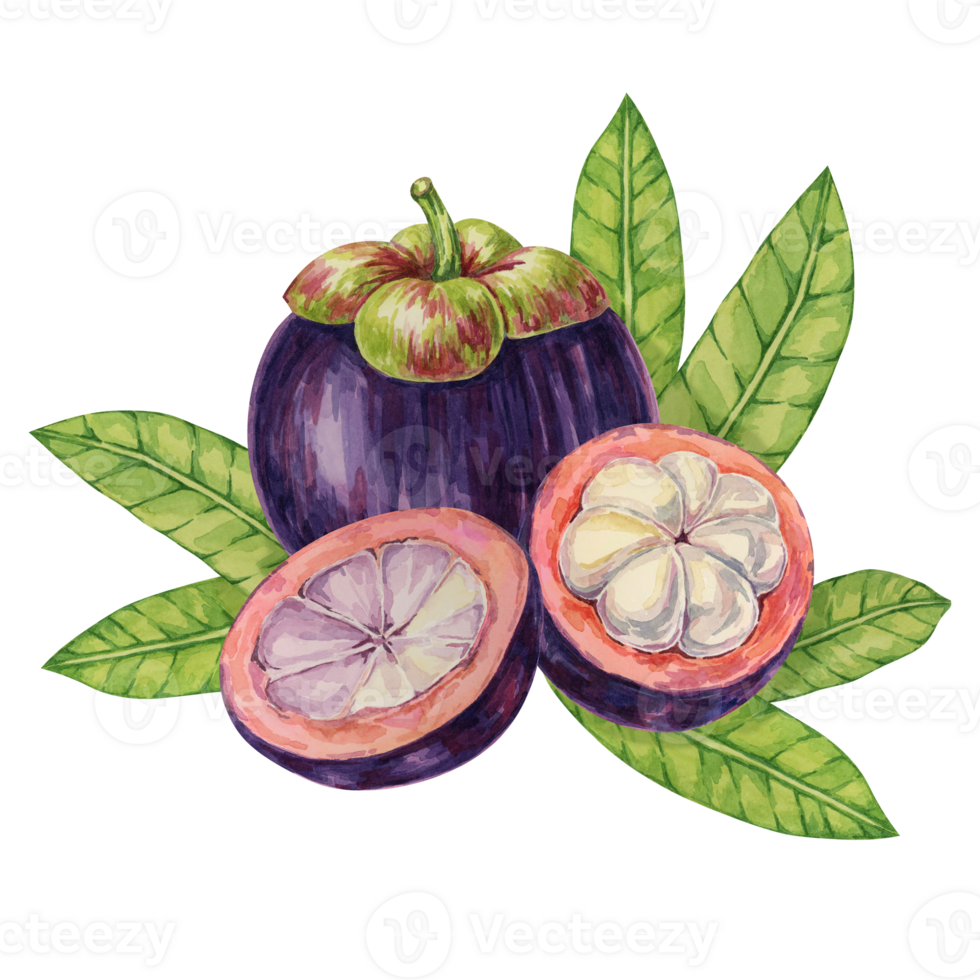 Garcinia Fruit Whole Garcinia Fruit Whole