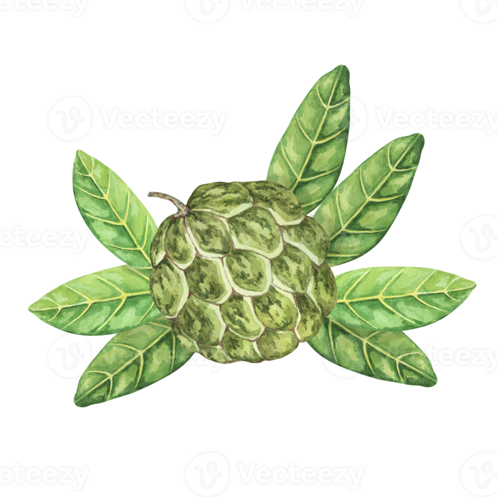 Ripe green whole tropical cherimoya exotic fruit with leaves composition. Watercolor illustration of custard apple, sugar sweet apple for printing, packaging, sticker products, scrapbooking, food png