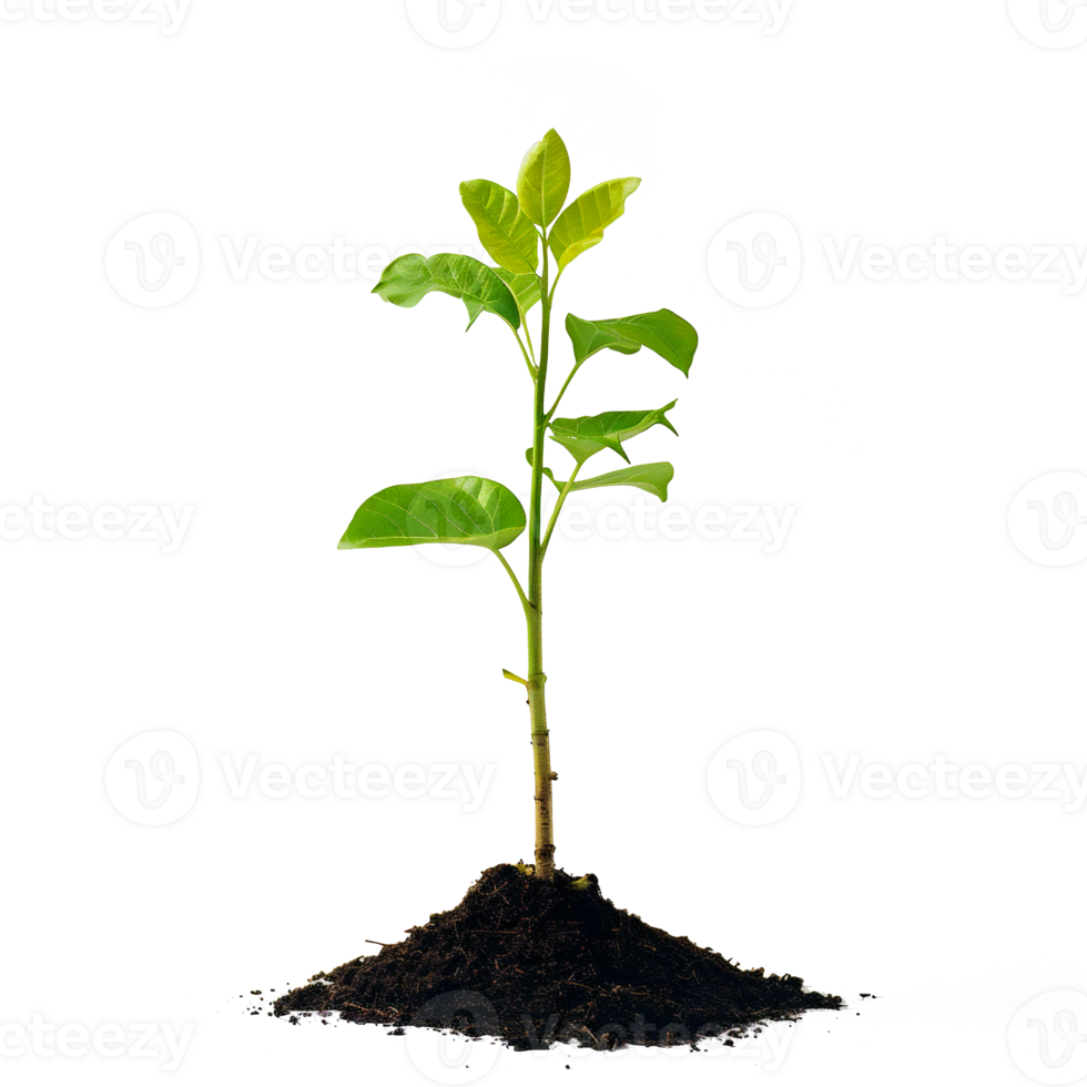 newly planted green plants png