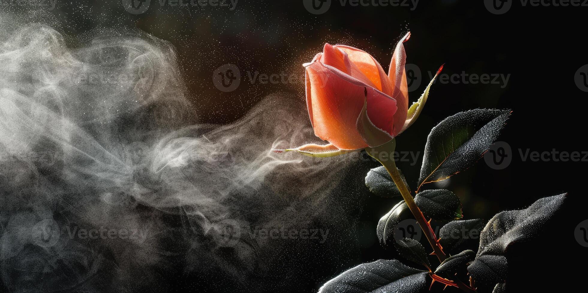 Pink rose flower closeup. Summer flower isolated on black background photo