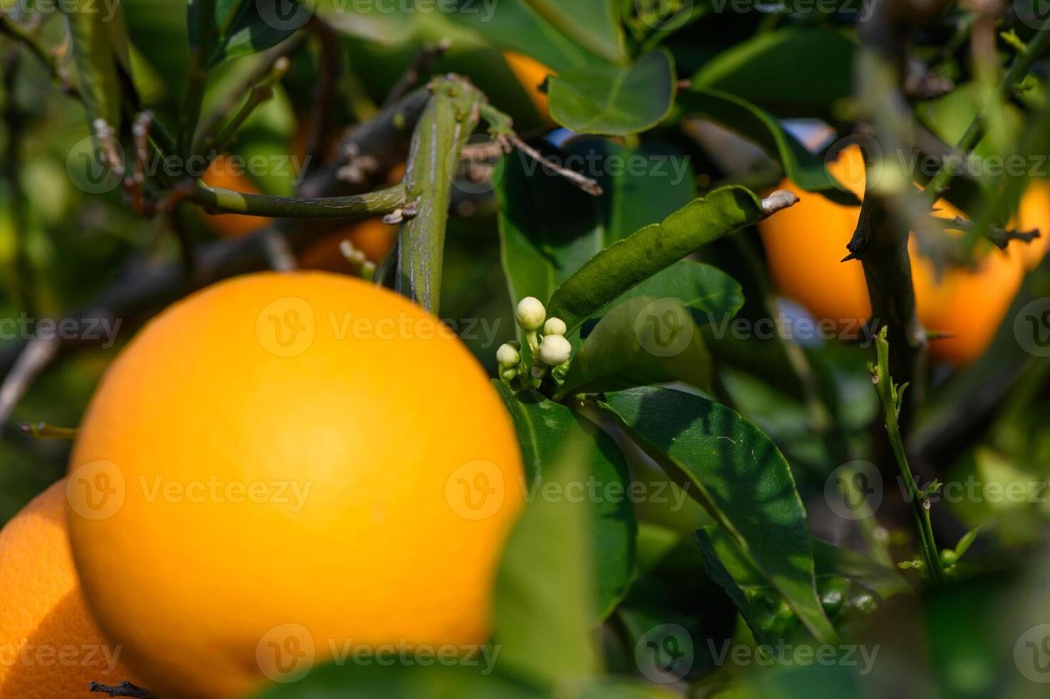 Ripe oranges hanging between the leaves on the branches of the trees of an organic citrus grove, in winter. Traditional agriculture. 8 photo