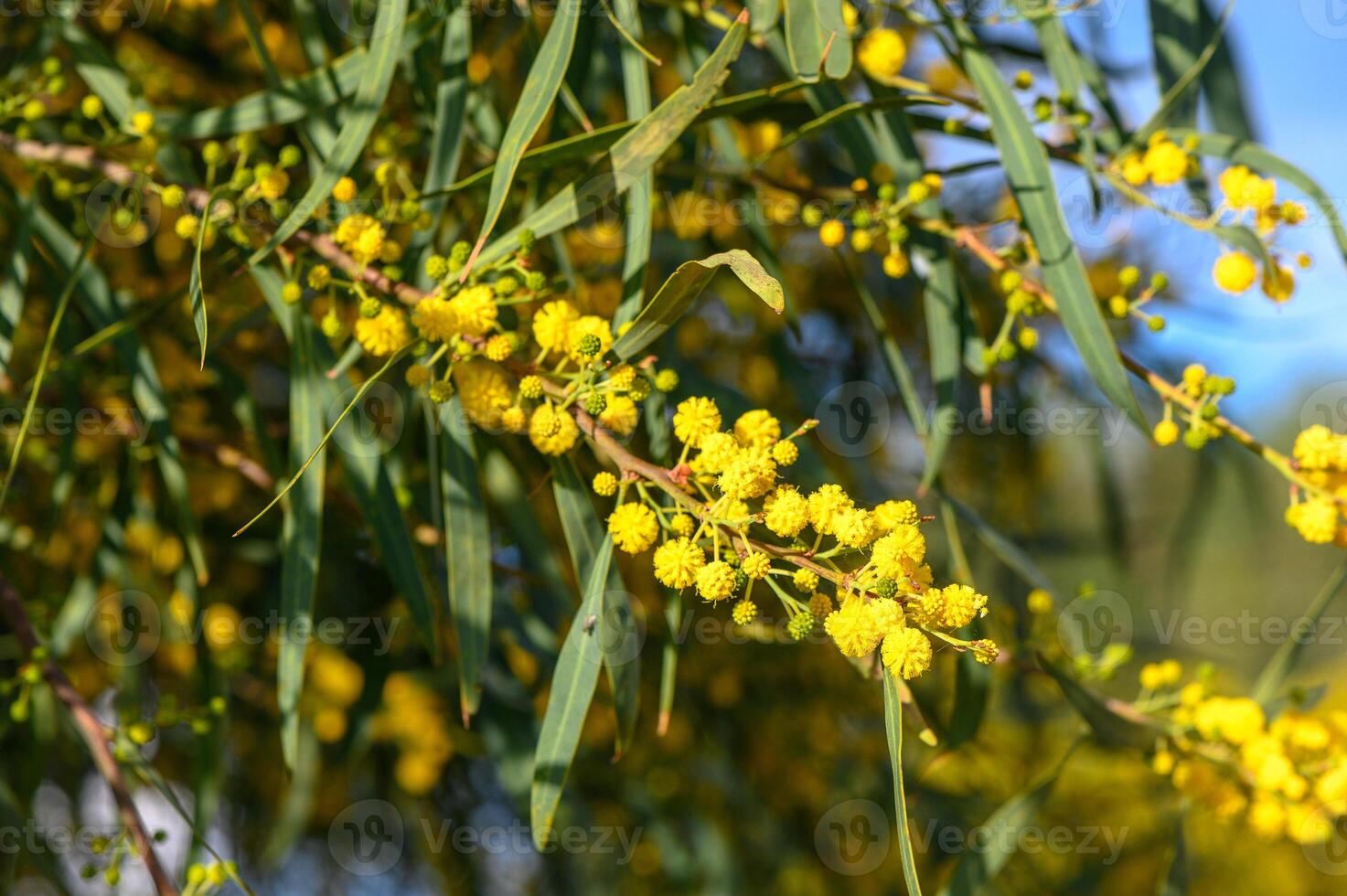 Beautiful bright yellow hairy mimosa flowers close-up. Blooming mimosa tree in early spring waves on wind. Sunny spring day photo